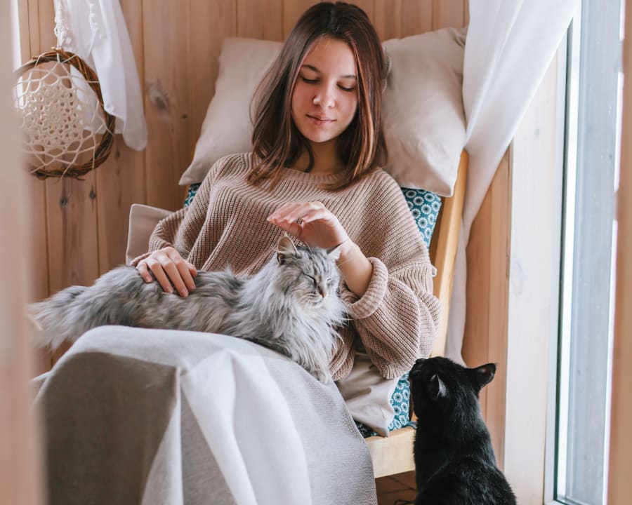 Dental Care, Nelson Vet