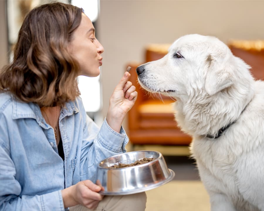 Nutrition Counseling, Nelson Vet