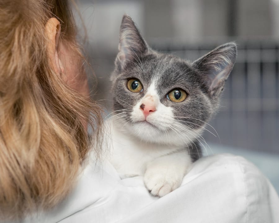 Puppies & Kittens, Nelson Veterinarians