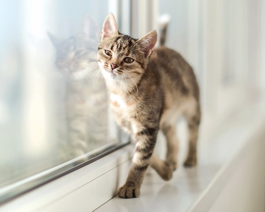 Regenerative Therapy, Nelson Animal Hospital