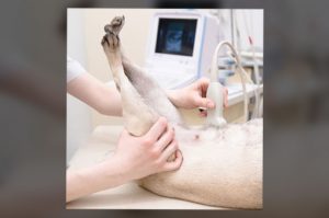 Vet Performing Ultrasound on Dog