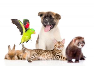 large group of pets Isolated on white background