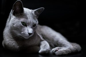 Beautiful russian blue cat with green eyes pose on the dark background