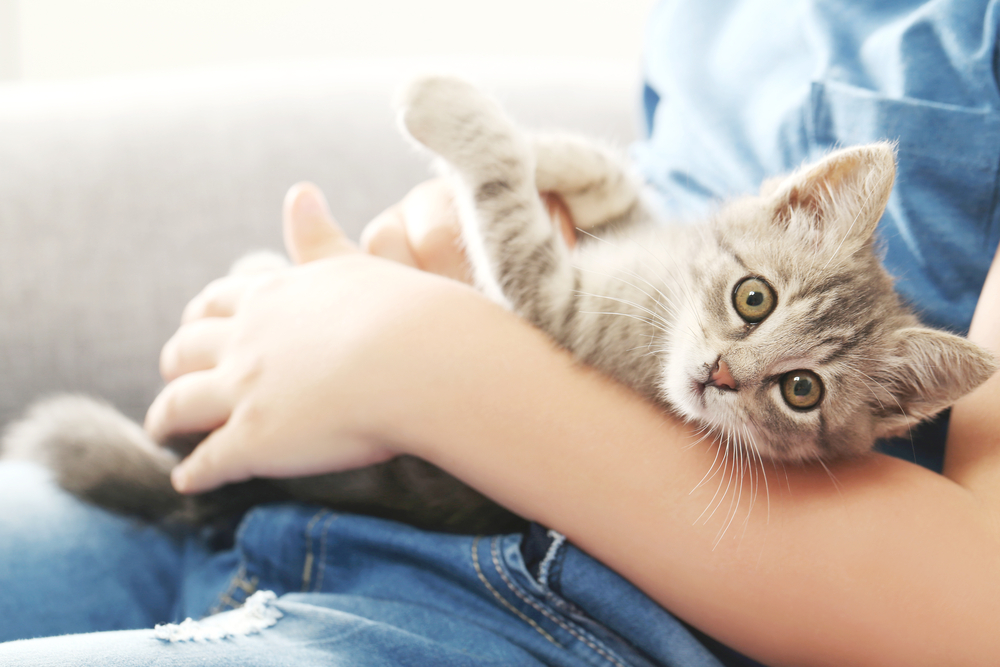 Child with kitten on grey sofa at home