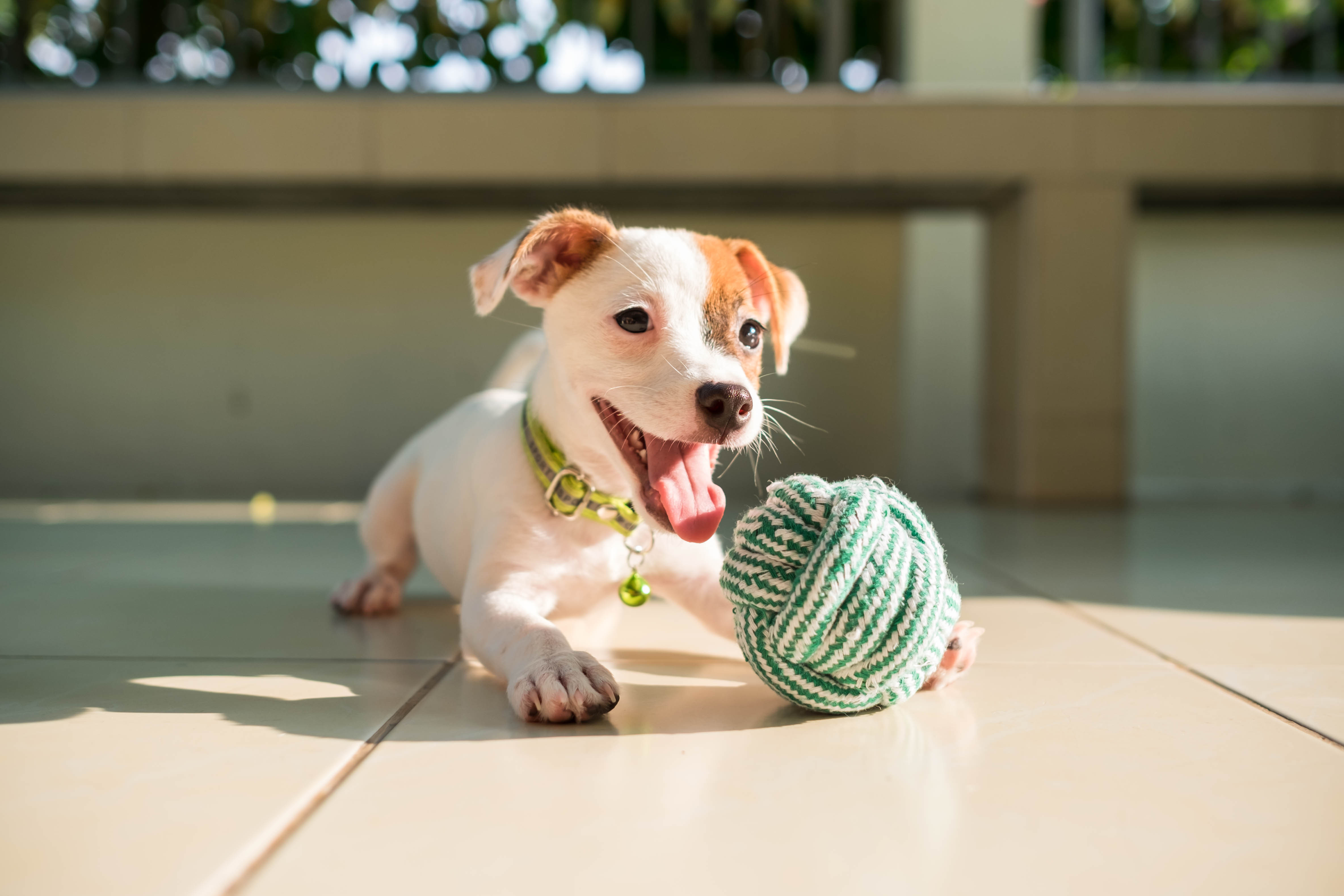 dog baby Jack russell terrier playing ball